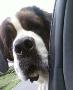 St. Bernard handing head out of car window